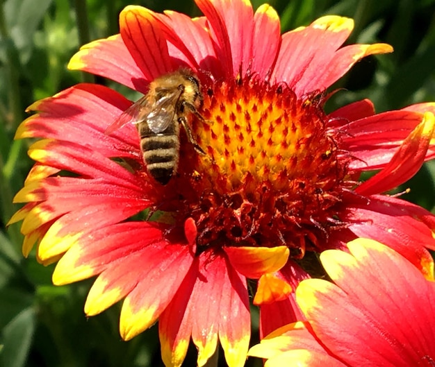 L'abeille ailée vole lentement vers la plante pour recueillir le nectar du miel sur le rucher privé