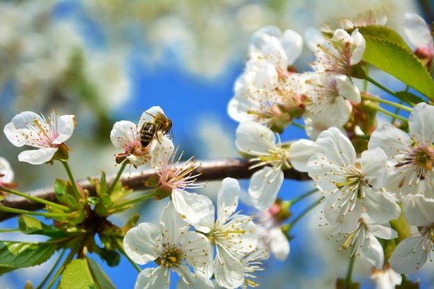 Une abeille sur un arbre à fleurs blanches