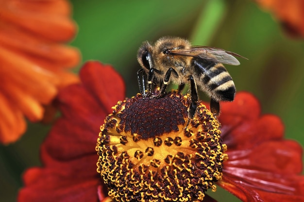 Abeille assise sur une fleur et collecte le pollen pour le miel