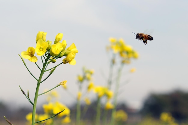 Une abeille atterrit sur une fleur de moutarde.