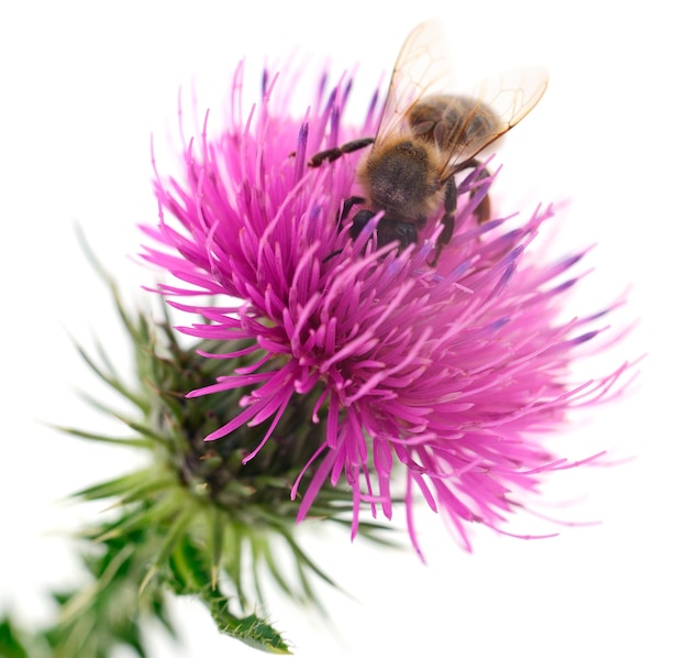 Abeille au miel sur une fleur rose