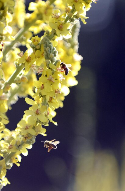 une abeille au travail sur une fleur jaune de plante sauvage