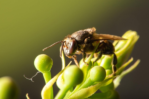 Abeille beaux détails d'une petite abeille vue à travers une mise au point sélective d'un objectif macro