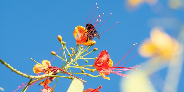 Abeille belle abeille mamangava pollinisant de belles fleurs en été au Brésil mise au point sélective de la lumière naturelle