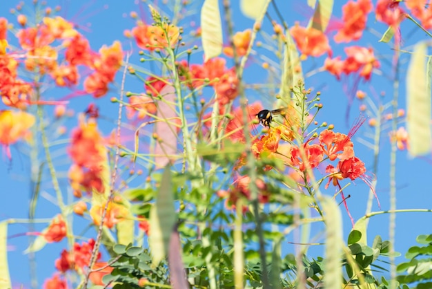 Abeille belle abeille mamangava pollinisant de belles fleurs en été au Brésil mise au point sélective de la lumière naturelle