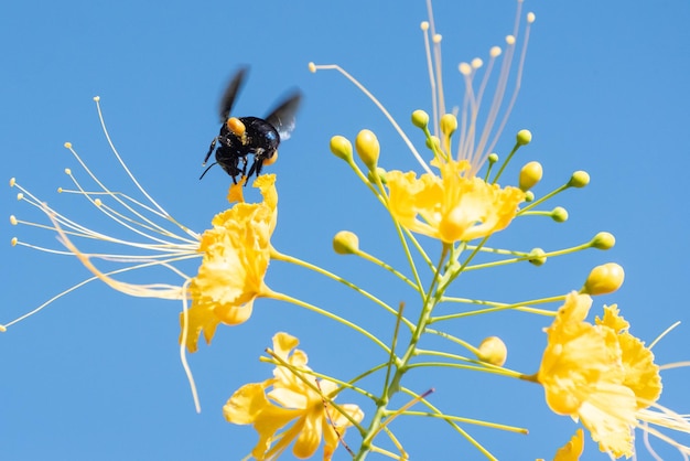 Abeille belle abeille mamangava pollinisant de belles fleurs jaunes en été au Brésil mise au point sélective de la lumière naturelle