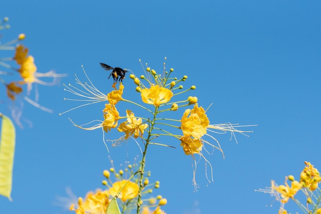 Abeille belle abeille mamangava pollinisant de belles fleurs jaunes en été au Brésil mise au point sélective de la lumière naturelle