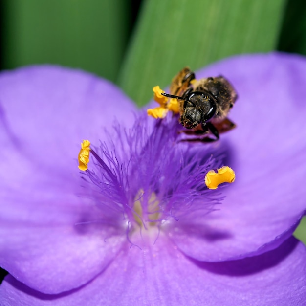 Abeille sur une belle fleur de lilas