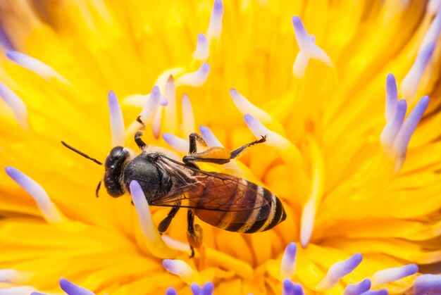 Abeille sur belle fleur de lotus.