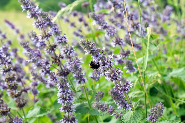 Abeille sur une belle fleur de pré