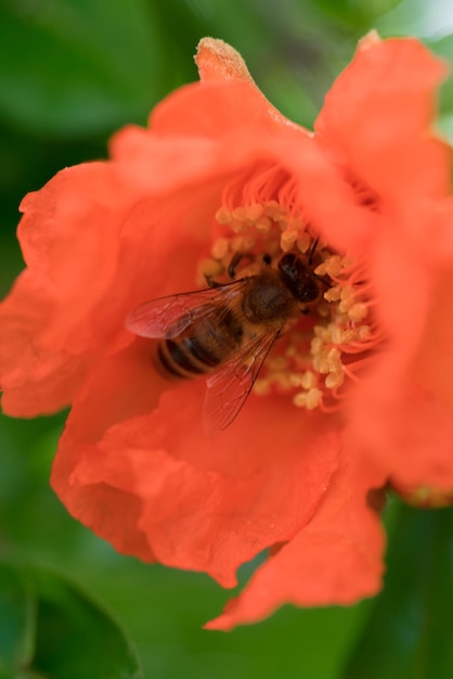 Abeille sur une belle fleur rouge