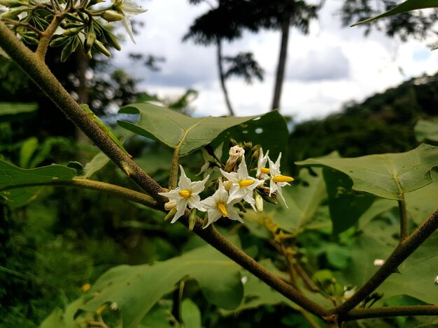 Abeille sur de belles premières fleurs de printemps