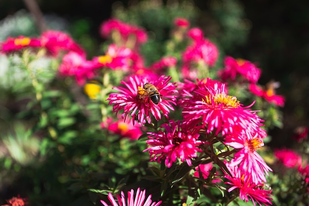 L'abeille boit le nectar des fleurs d'automne