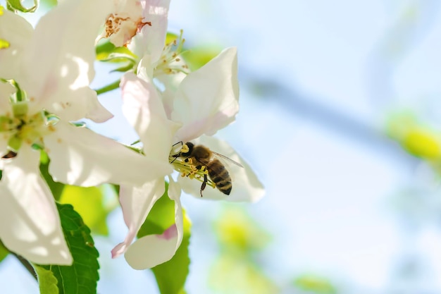 Abeille bourdon cueillant du nectar sur une fleur rose blanche d'abricotier cerisier pomme dans un jardin vert bannière de paysage nature macro en été printemps d'abeille avec copie espace faune carte postale