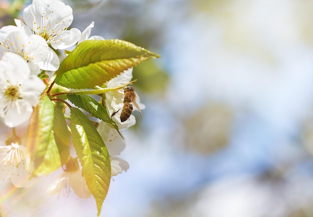 Photo abeille sur une branche d'arbre fruitier fond de printemps avec espace de copie