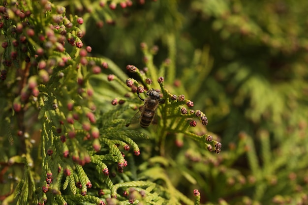 Une abeille sur une branche d'arbre avec de petites fleurs