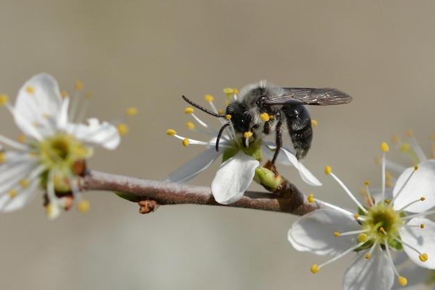 Une abeille sur une branche d'un cerisier