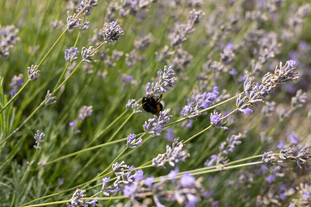 Abeille sur une branche de lavande