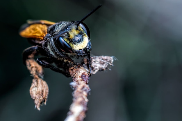 Abeille sur une brindille à l'extérieur