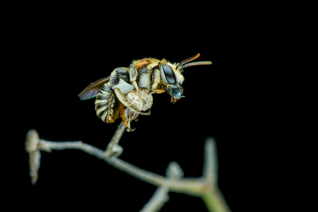 Abeille sur des brindilles en fond noir