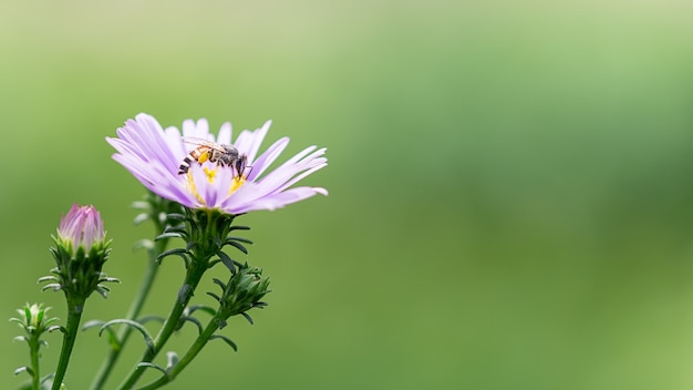 Abeille butinant sur la fleur pourpre photo en gros