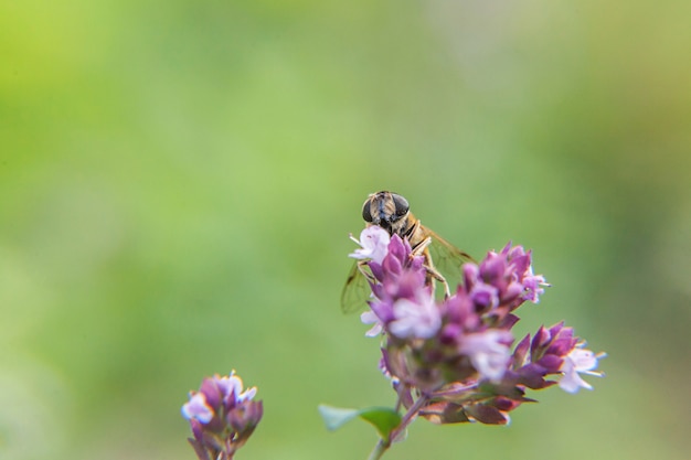 Abeille buvant du nectar d'une fleur