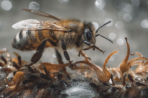 Abeille buvant de l'eau à partir d'un plan macro sur un sol humide