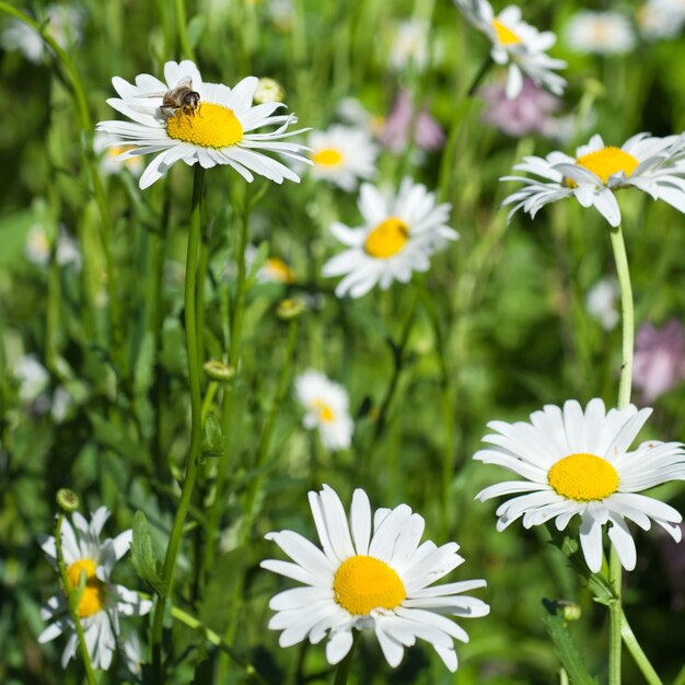 Abeille sur camomille blanche