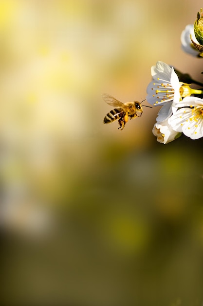 Abeille sur le cerisier en fleurs