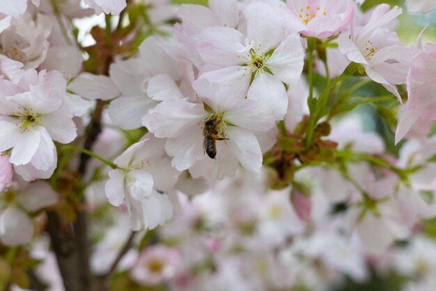 Une abeille sur un cerisier en fleurs