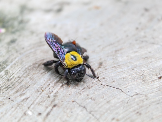 L'abeille charpentière est tombée au sol.