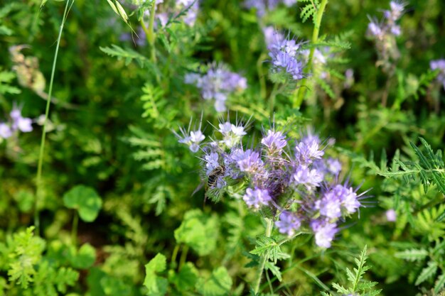 abeille collectant du nectar dans le champ en journée ensoleillée