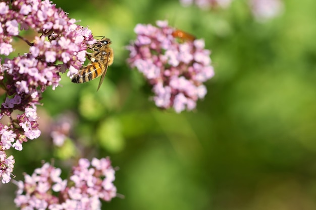 Abeille collectant du nectar sur une fleur de l'arbuste aux papillons de fleurs Insectes occupés