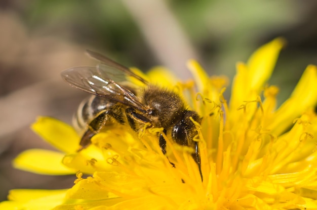 Abeille collectant du pollen dans le pissenlit Macro photo d'insectes Gros oeil noir et corps moelleux au point Pissenlit jaune en macro