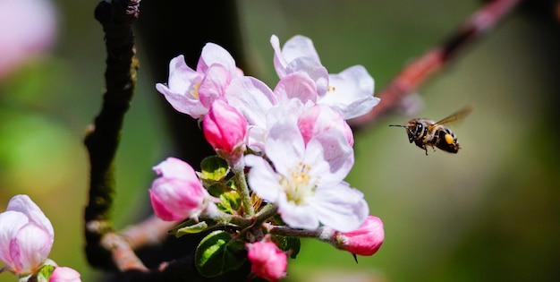 Abeille collectant du pollen sur une fleur en fleurs de pommier au printemps