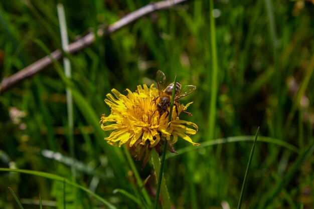 Abeille collectant le nectar de la fleur de pissenlit en été