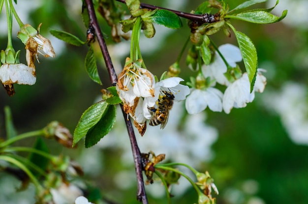 Abeille collectant le nectar des fleurs du cerisier