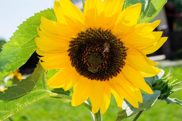 Abeille collectant le pollen de la tête de tournesol dans la nature. Photo de haute qualité