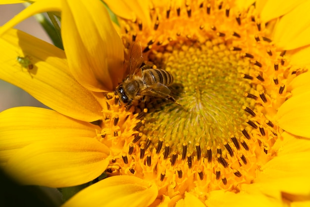 Abeille collectant le pollen d'un tournesol