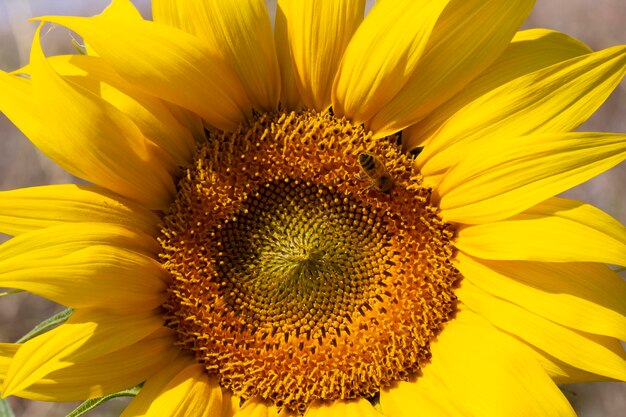 Abeille collectant le pollen d'un tournesol