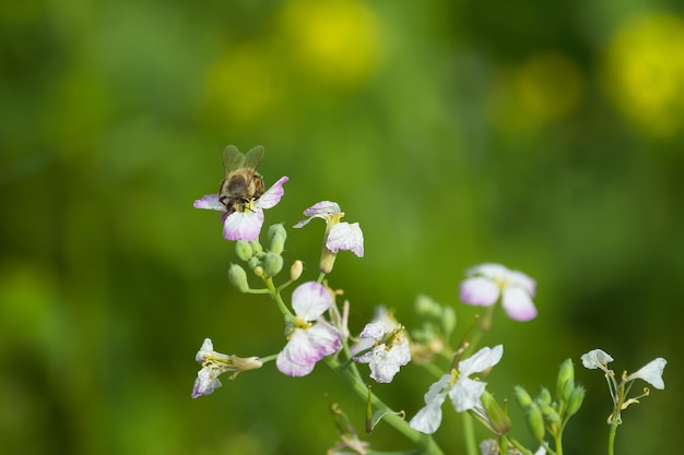 l'abeille collecte du pollen sur la fleur de colza