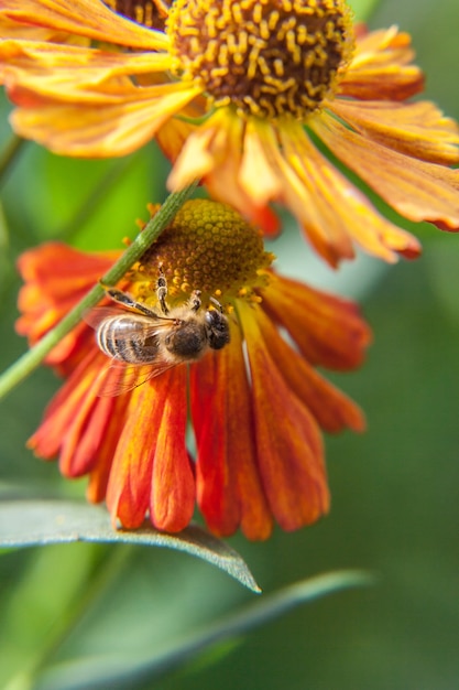 Photo abeille couverte de nectar de pollen jaune, fleur d'oranger pollinisatrice