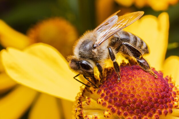 Abeille couverte de pollen jaune boisson pollinisateur nectar fleur floral naturel d'inspiration sp