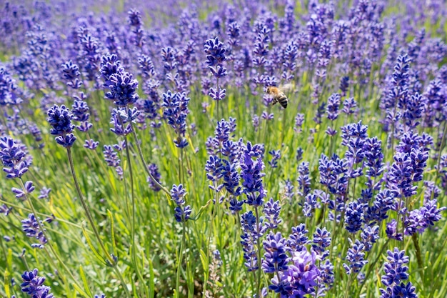 Abeille dans un champ de lavande