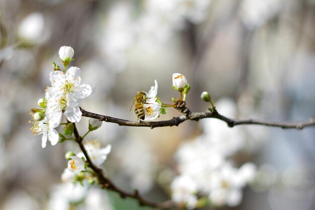 Abeille dans une fleur en gros plan