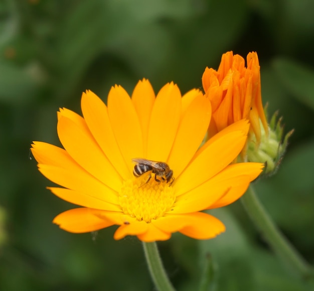 Abeille dans une fleur d'oranger