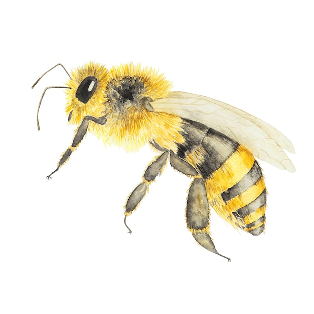 Abeille dessinée à la main aquarelle isolée sur fond blanc