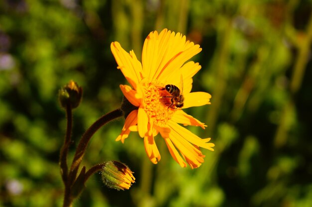 L'abeille du miel sur une fleur d'arnica