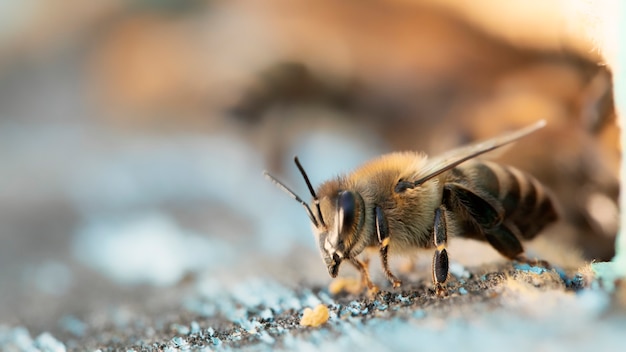 Abeille à l'entrée d'une ruche en bois