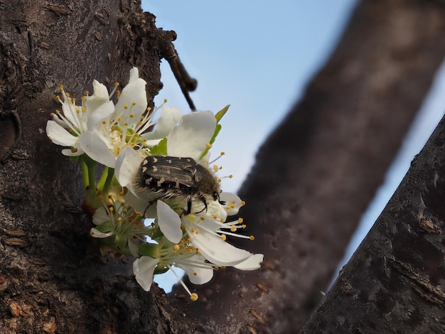 Photo une abeille est assise sur une branche d'un cerisier